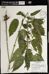 Urtica dioica image