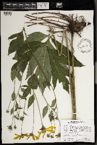 Rudbeckia laciniata image