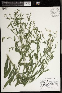 Boltonia asteroides image