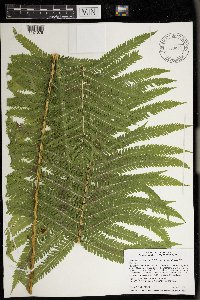 Image Associated With the Occurrence