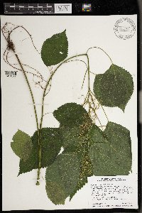 Laportea canadensis image