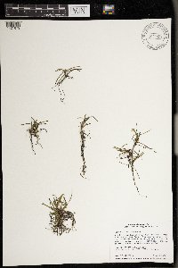 Heteranthera dubia image