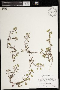 Ludwigia palustris image