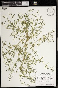 Mollugo verticillata image