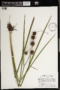 Sparganium androcladum image