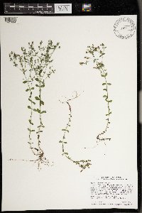 Hypericum boreale image