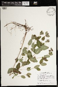 Triadenum fraseri image