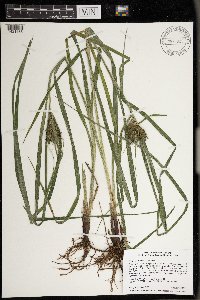 Carex lupulina image