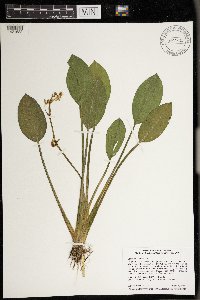 Sagittaria rigida image