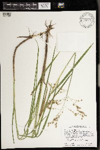 Glyceria canadensis image