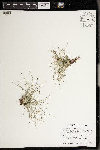 Lipocarpha micrantha image