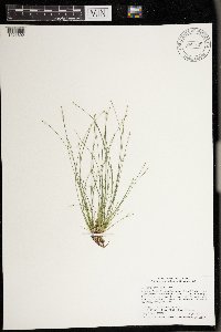 Eleocharis intermedia image