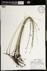 Eleocharis palustris image