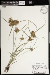 Cyperus odoratus image
