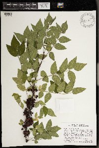 Zanthoxylum americanum image