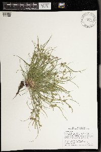Cyperus squarrosus image