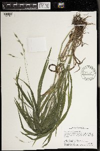 Bromus latiglumis image