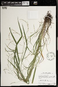 Festuca subverticillata image