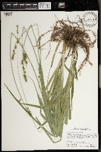 Carex sparganioides image