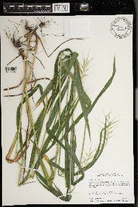 Elymus hystrix image