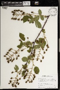Rubus allegheniensis image
