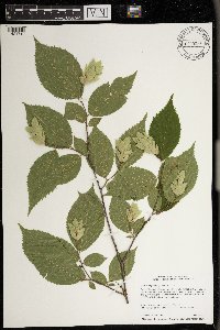 Ostrya virginiana image