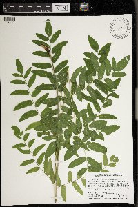 Osmunda regalis image