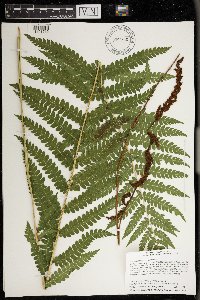 Osmundastrum cinnamomeum image