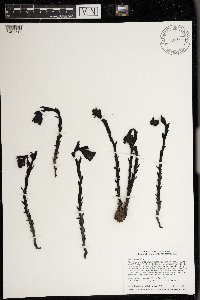 Monotropa uniflora image