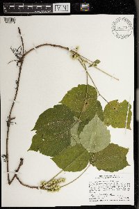 Toxicodendron rydbergii image