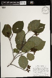 Alnus incana image