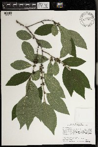 Ilex verticillata image