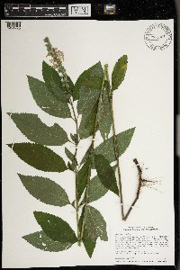 Teucrium canadense image