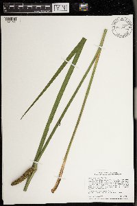 Acorus americanus image