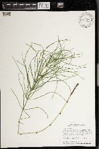 Equisetum arvense image