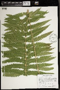 Osmundastrum cinnamomeum image