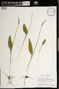 Ophioglossum pusillum image