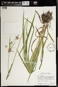 Scirpus hattorianus image