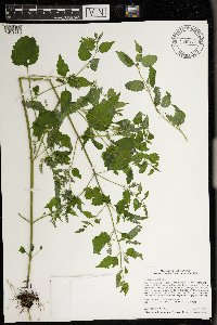 Image Associated With the Occurrence