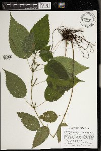 Image Associated With the Occurrence