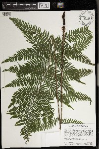 Athyrium filix-femina image