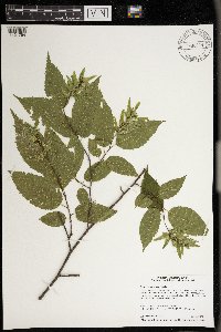 Carpinus caroliniana image