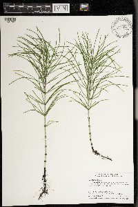 Equisetum arvense image