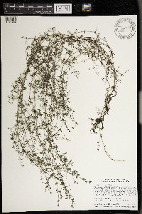 Galium tinctorium image