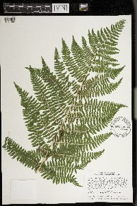 Athyrium filix-femina image