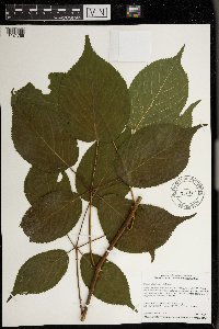 Rubus allegheniensis image