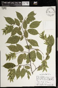 Carpinus caroliniana image