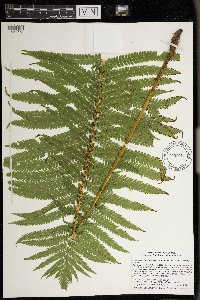 Image Associated With the Occurrence