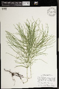 Equisetum arvense image