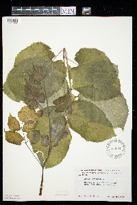 Aralia racemosa image